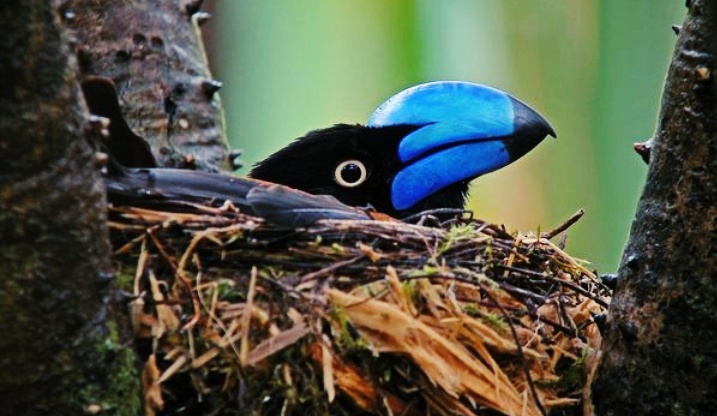 the bird