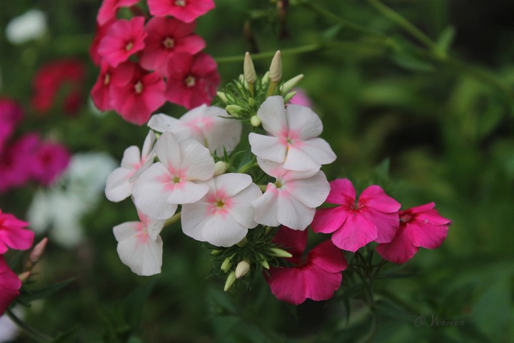 O.V. ❇️❤️❇️ from my garden