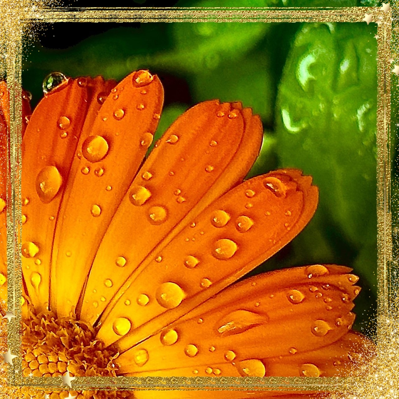 Orange petal and drops