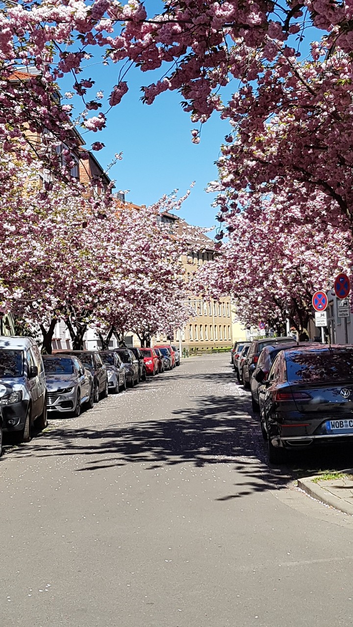 a road with pink trees