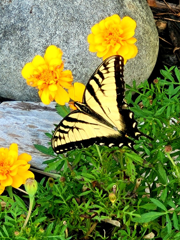 yellow swallowtail