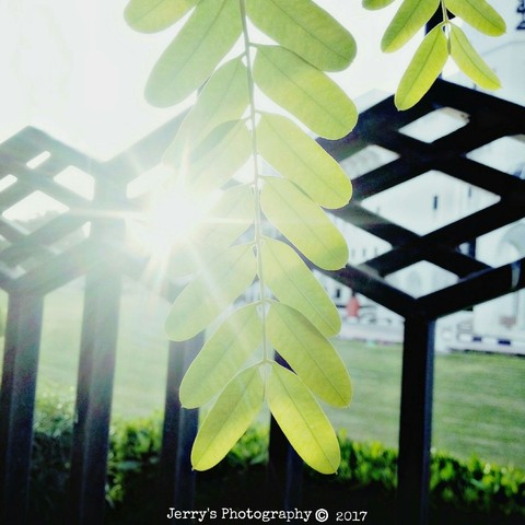 Sunshine through the leaf