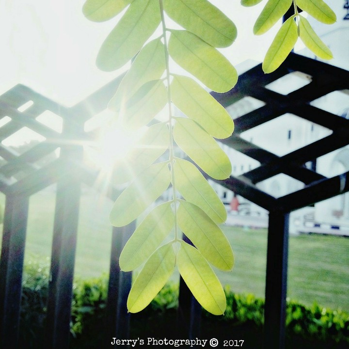Sunshine through the leaf
