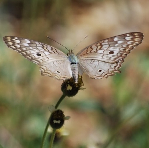 sfondi insect, invertebrate