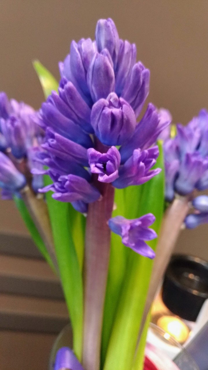 spring flower