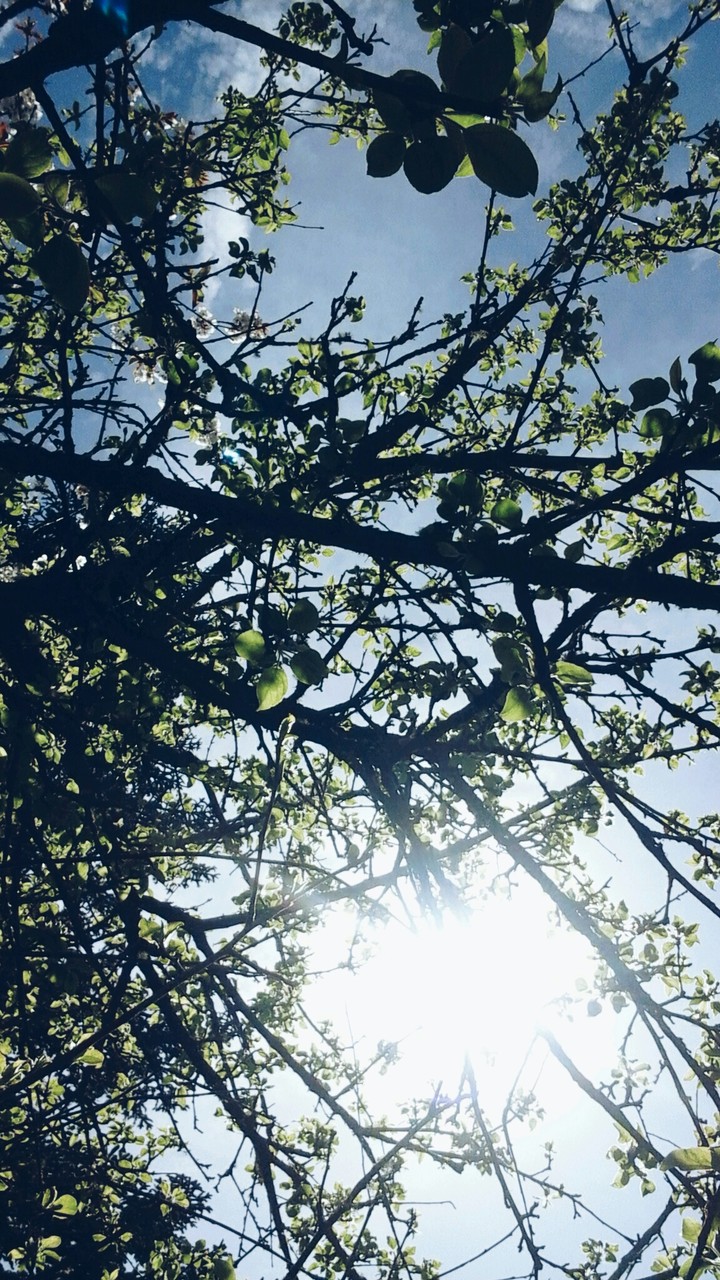 Large tree with Green leaves