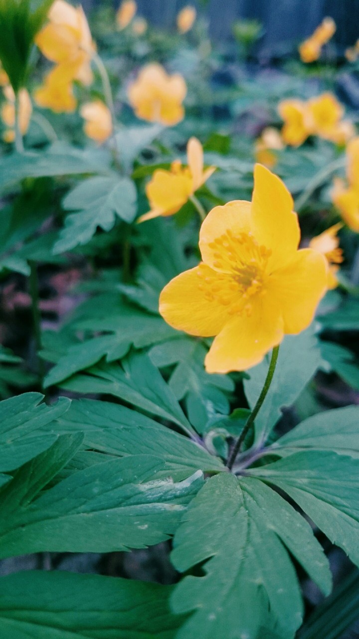 beautiful flower