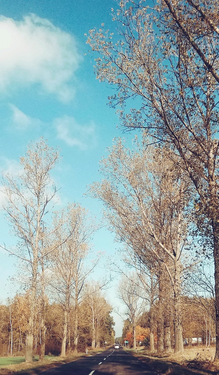 road with trees