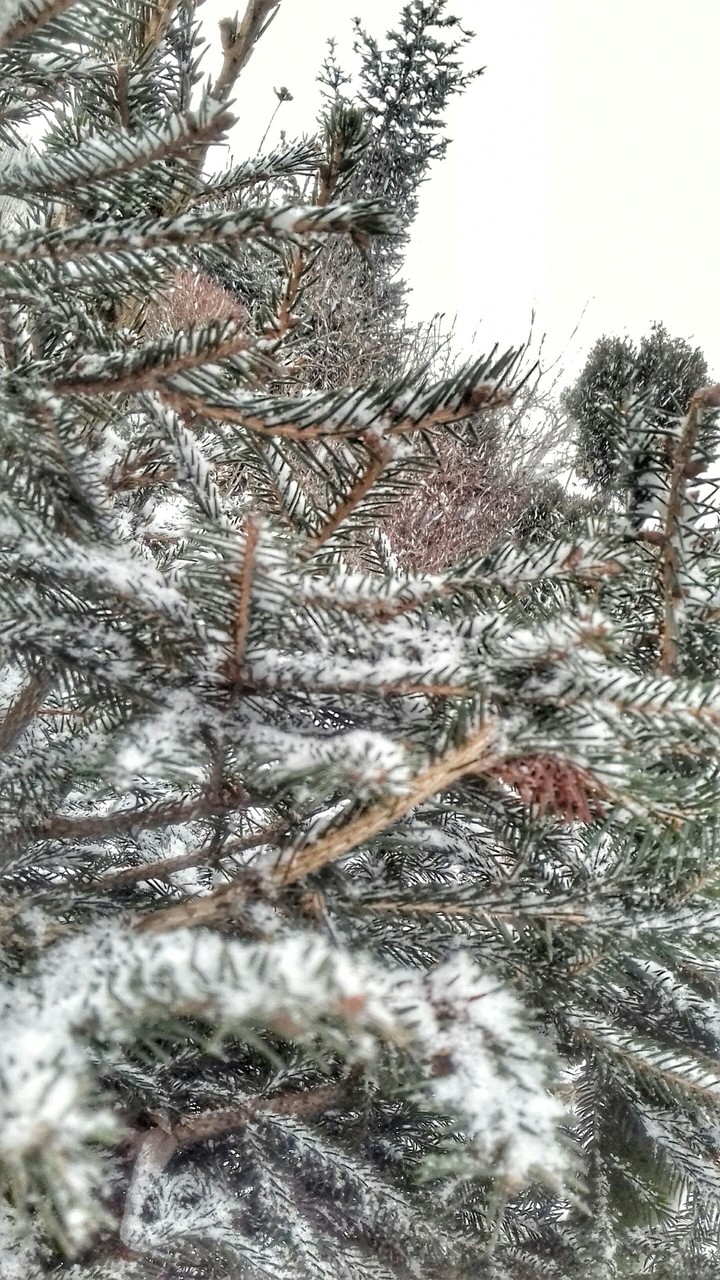 Bush