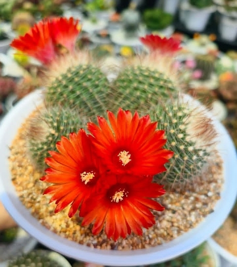 Thorns,_spines,_and_prickles, Flowerpot, Succulent_plant