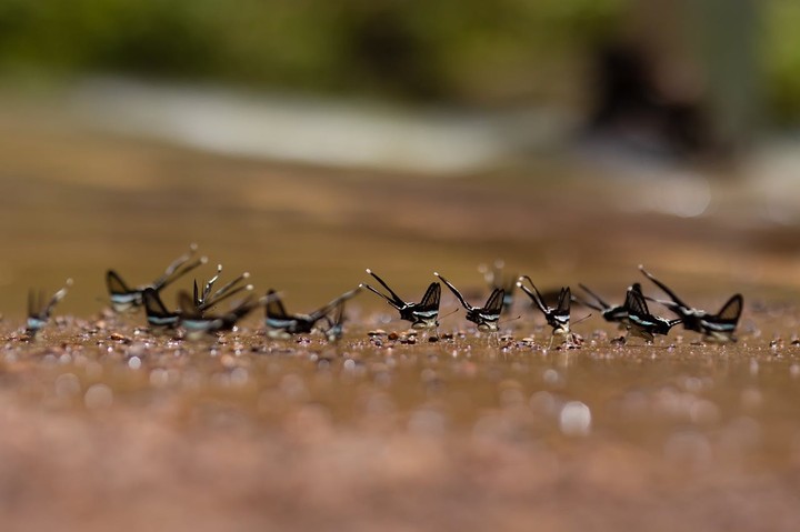 .