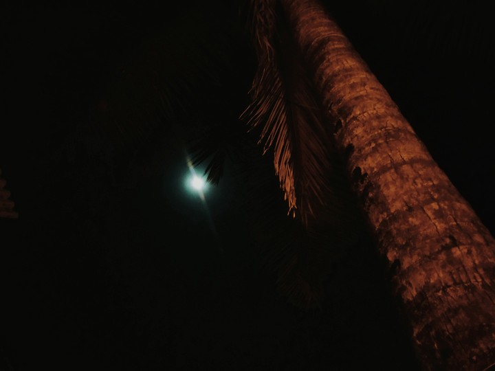 Plam Moon