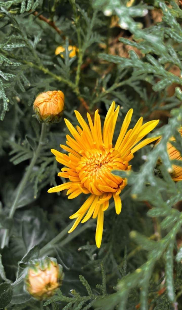 flower