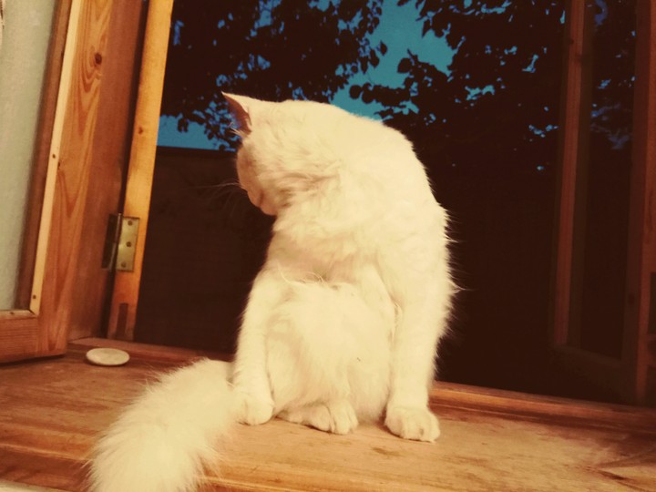 Мой Котя))