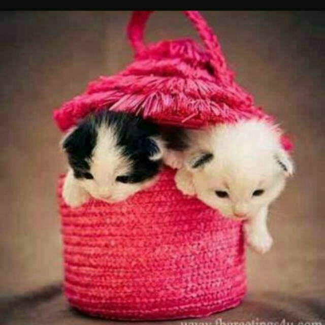 cute kitty
