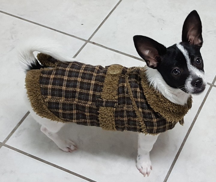 Dapper Dog