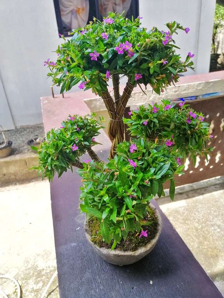 Bonsai