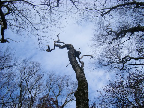 רקעים trunk, cloud