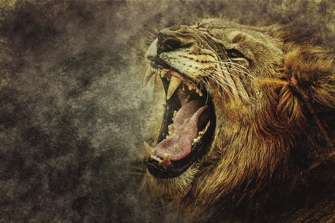 lion