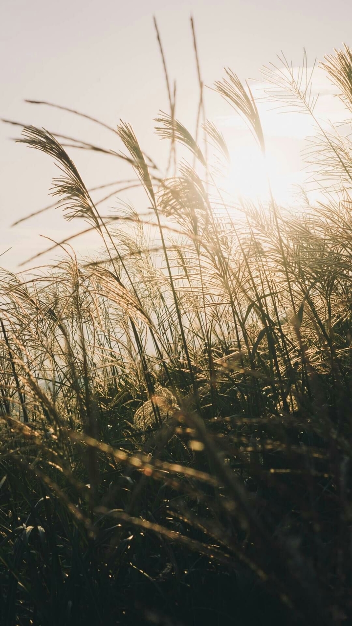 wind
