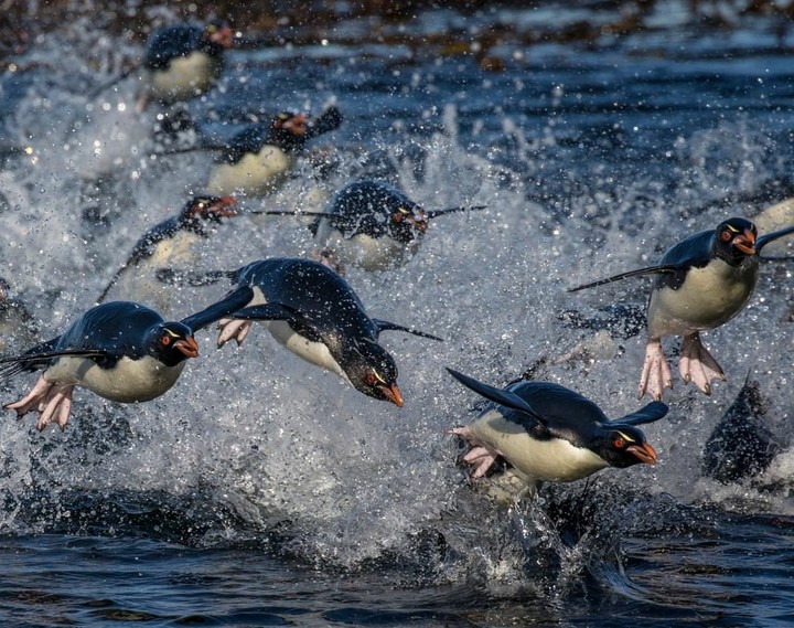 Penguin Пингвины