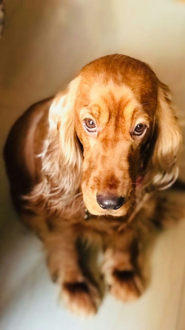 Isabell