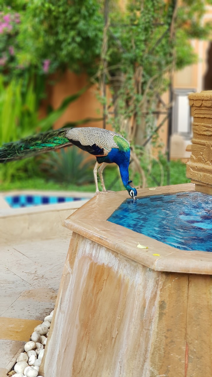 Peacock