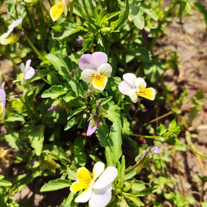 viola tricolour