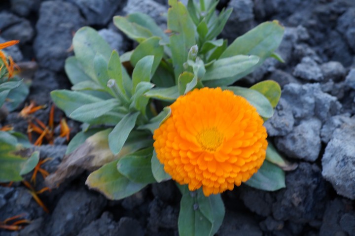 Beautiful little flowering plant