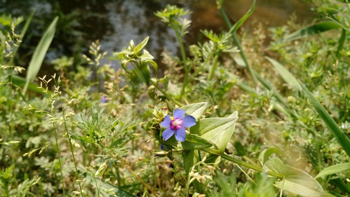 Purple flower