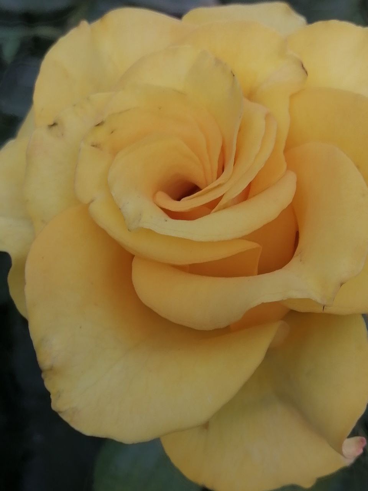 yellow rose
