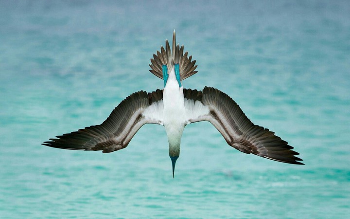bird