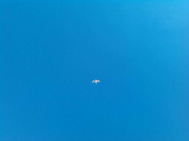 Blue sky and a bird