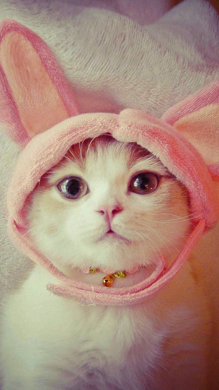 Cute Cat
