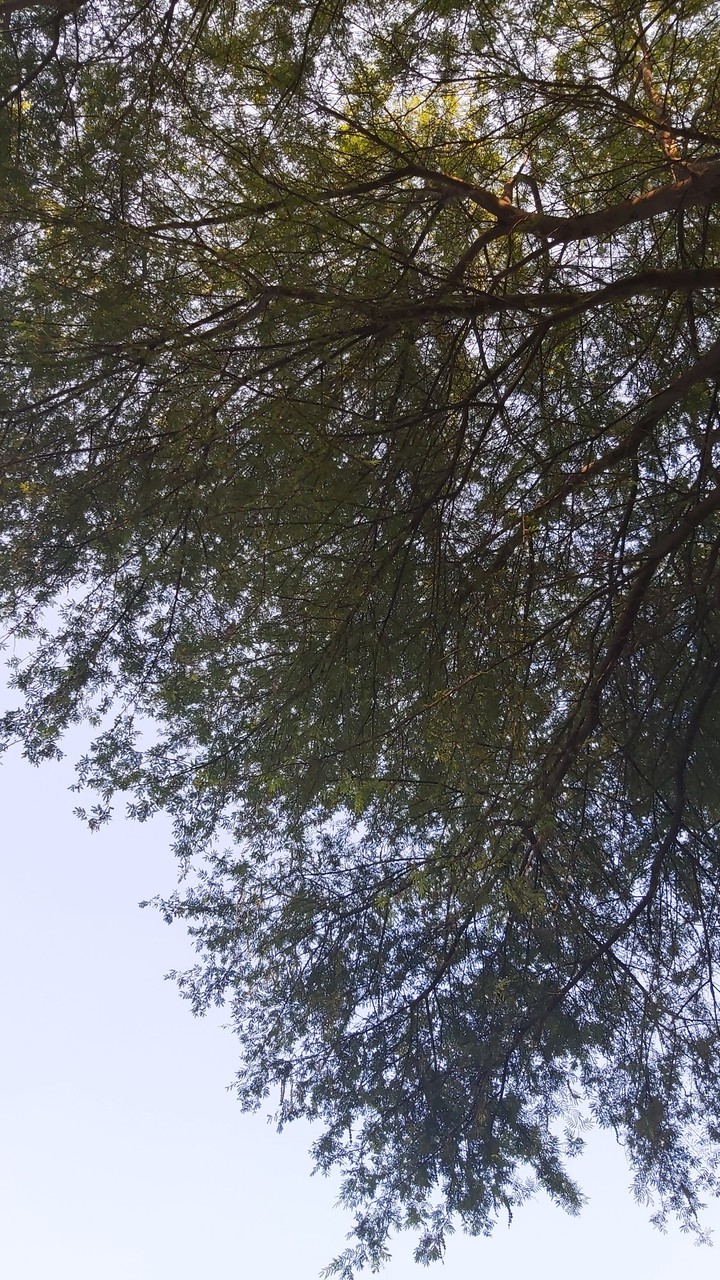 trees