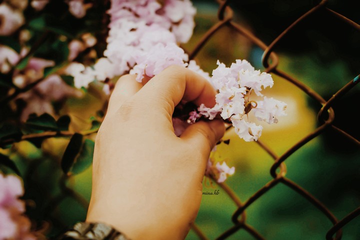 my dream