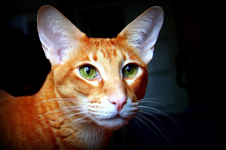 Oriental shorthair cat
