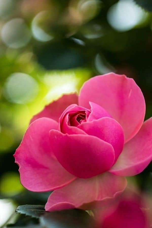 rose