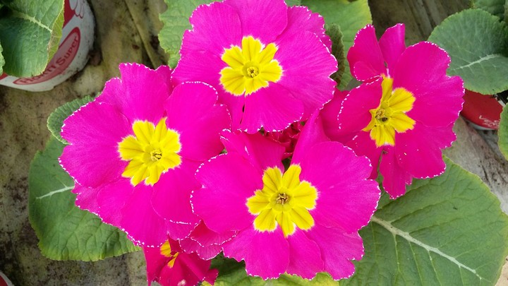 Pink primula