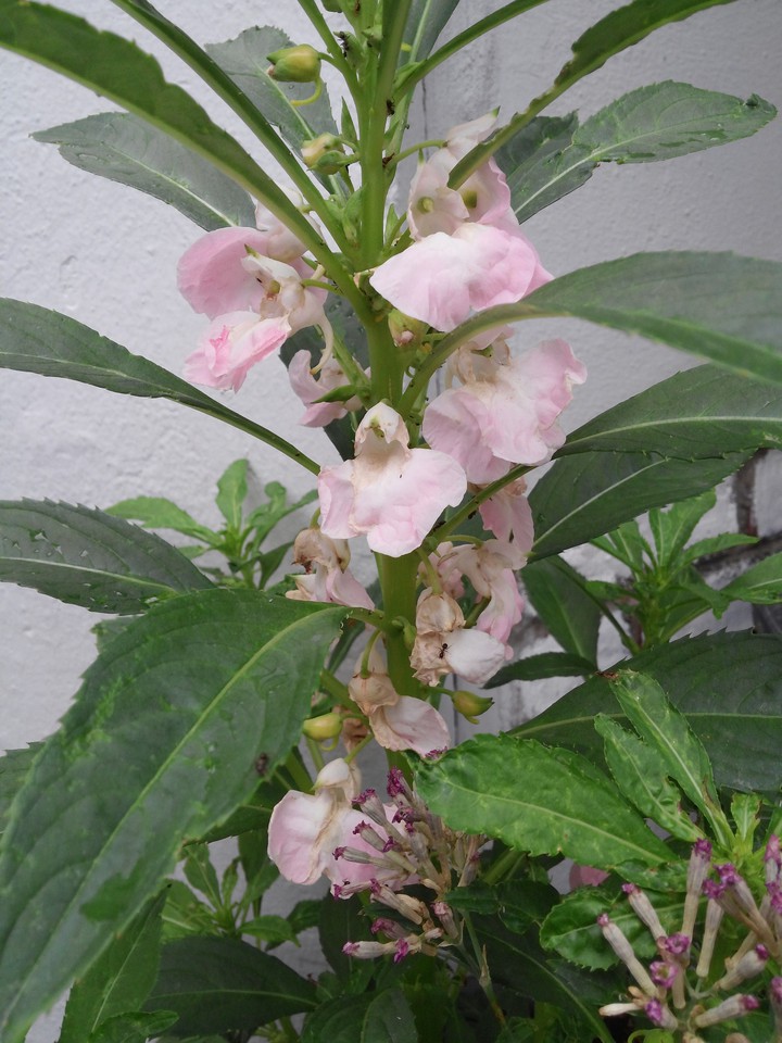 一年 華草生, 쇠락도 生의 일부