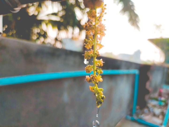 morning  dew