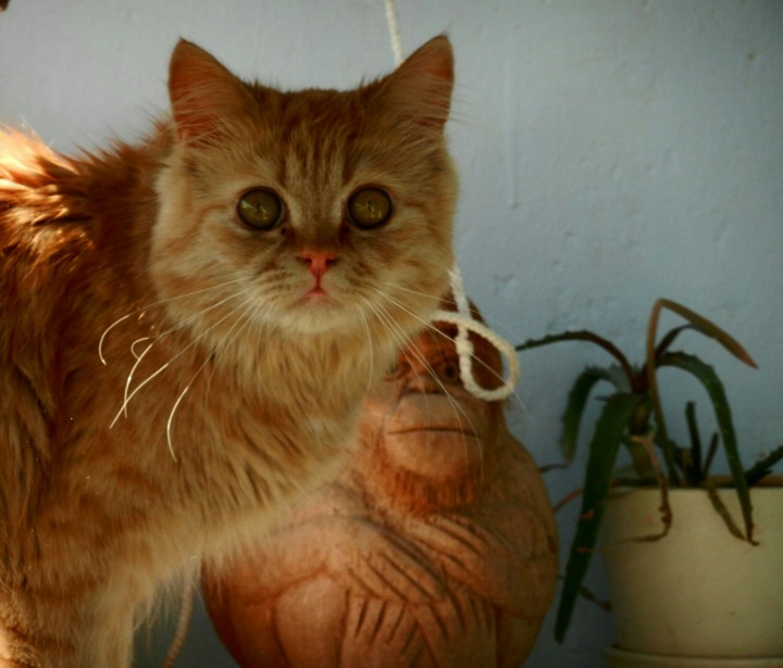 Kitty