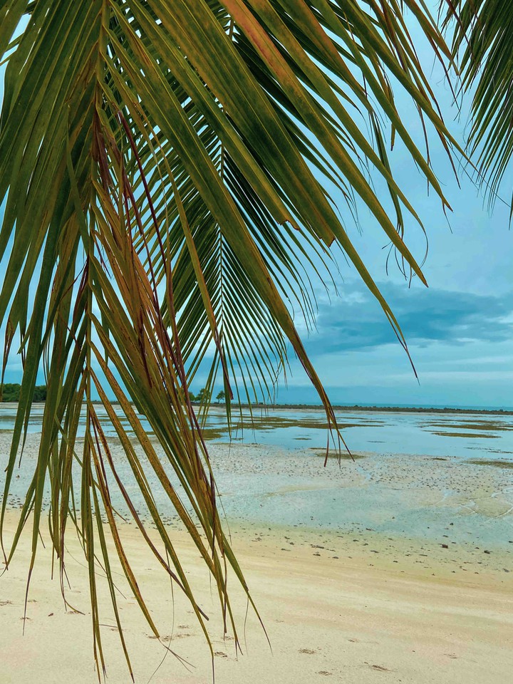 paradise is both the beach and palms