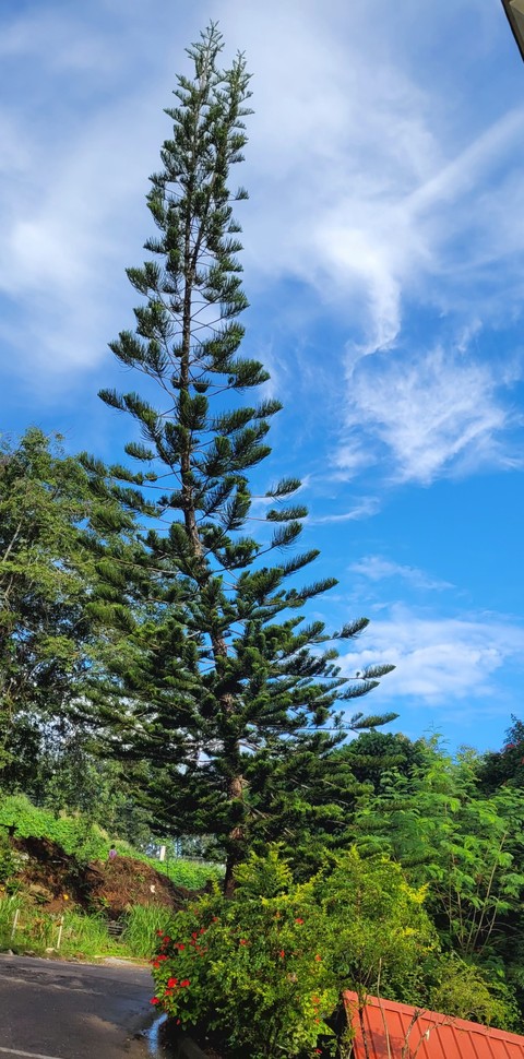 sfondi larch, trunk