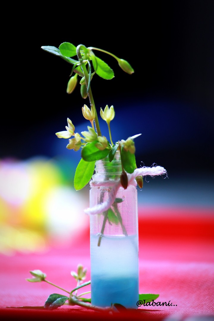 wild flower