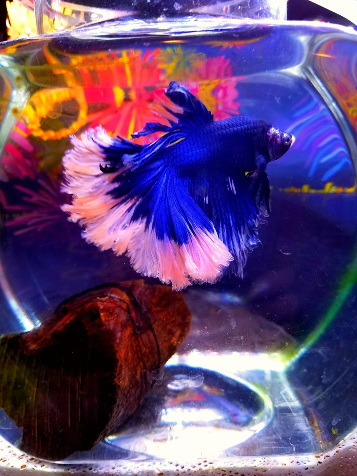 My Little Mermaid