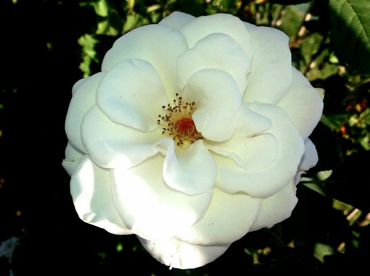 the love flower