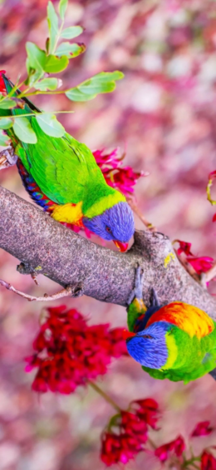 parrot