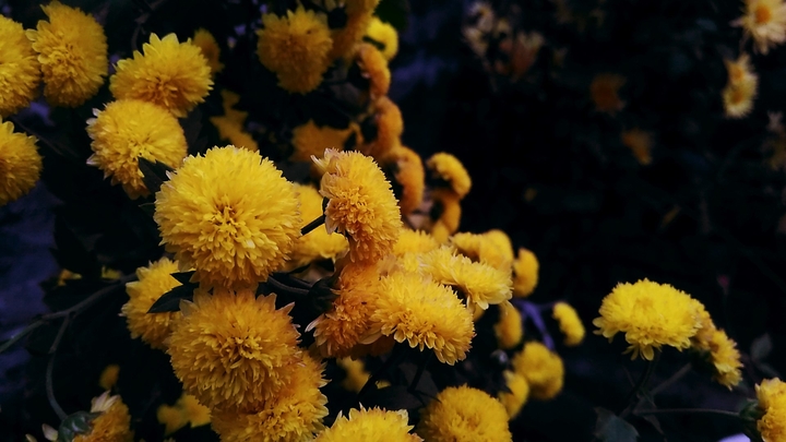 flowers