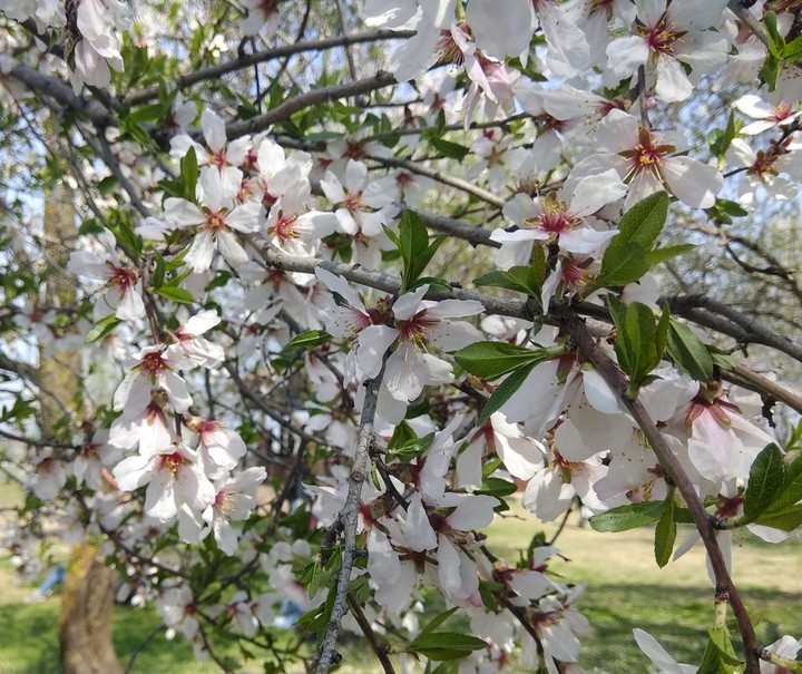 Almond Blossoms